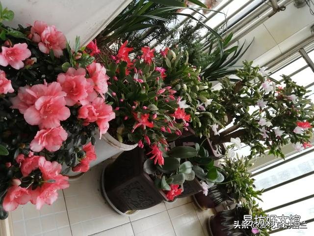 我的茶花3月11日种植的,半个月了怎么还不开花,怎么办?