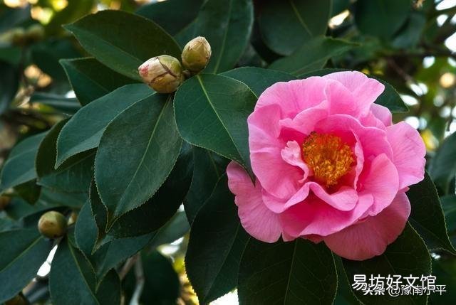 我的茶花3月11日种植的,半个月了怎么还不开花,怎么办?