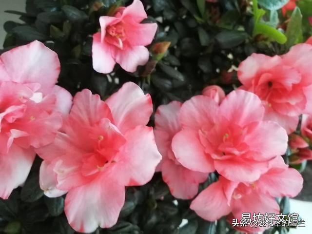 我的茶花3月11日种植的,半个月了怎么还不开花,怎么办?
