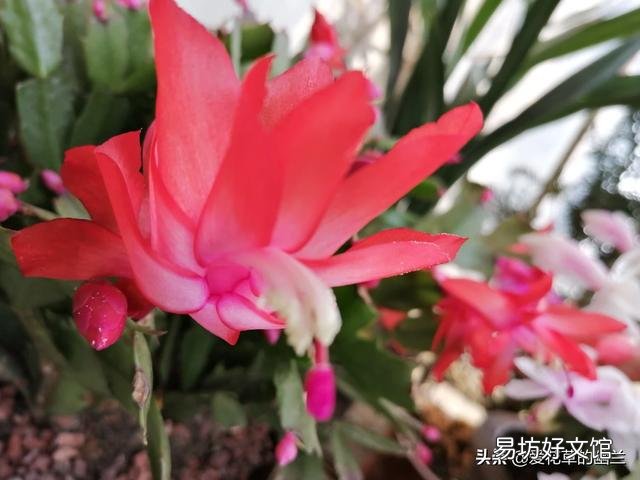 我的茶花3月11日种植的,半个月了怎么还不开花,怎么办?
