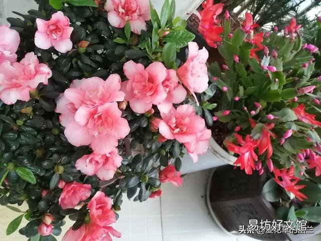 我的茶花3月11日种植的,半个月了怎么还不开花,怎么办?