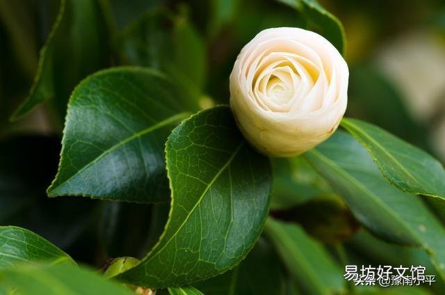 我的茶花3月11日种植的,半个月了怎么还不开花,怎么办?