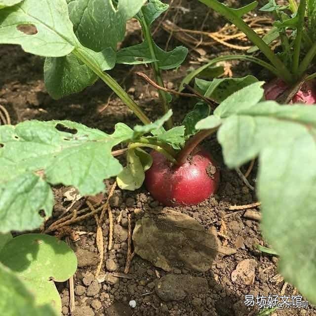 农历三月份用花盆种植的果蔬有哪些?