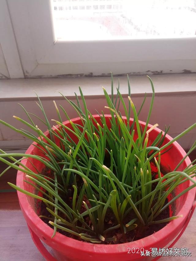 农历三月份用花盆种植的果蔬有哪些?