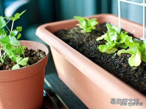 农历三月份用花盆种植的果蔬有哪些?