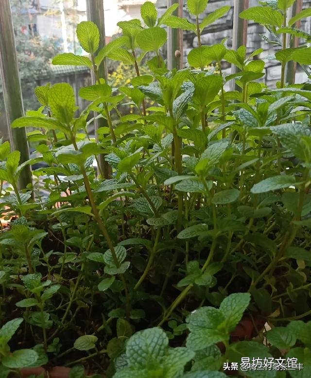 农历三月份用花盆种植的果蔬有哪些?