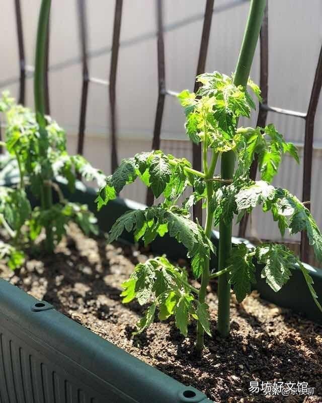 农历三月份用花盆种植的果蔬有哪些?