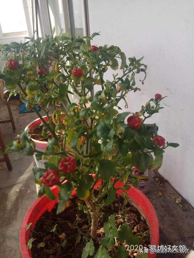 农历三月份用花盆种植的果蔬有哪些?