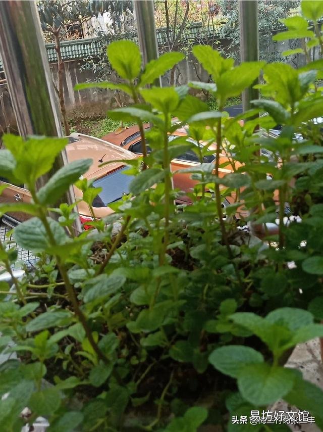 农历三月份用花盆种植的果蔬有哪些?