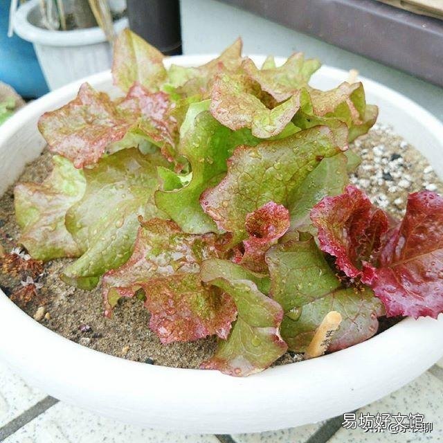 农历三月份用花盆种植的果蔬有哪些?