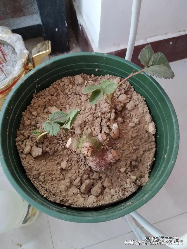 刚种的草莓苗,要放到阳光下吗,需要不需要晒阳光?