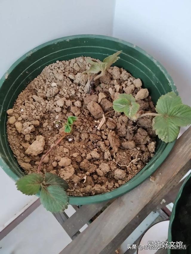 刚种的草莓苗,要放到阳光下吗,需要不需要晒阳光?