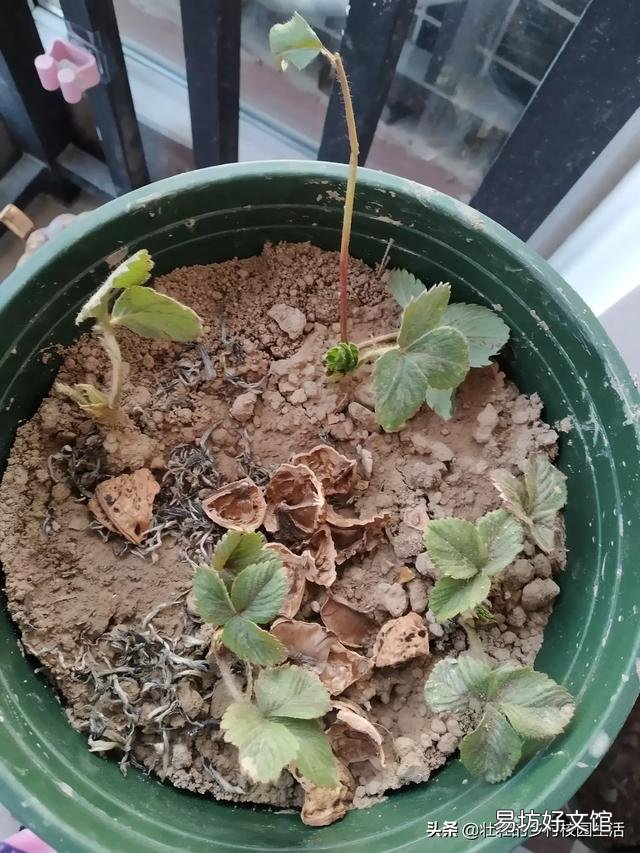 刚种的草莓苗,要放到阳光下吗,需要不需要晒阳光?