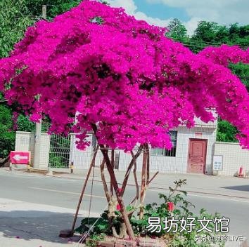 三角梅如何移植?