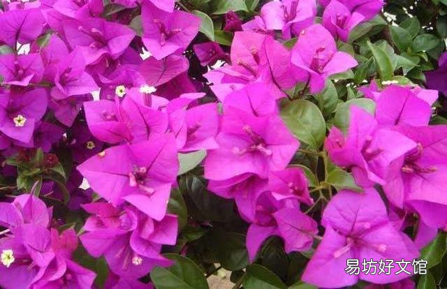 三角梅如何移植?