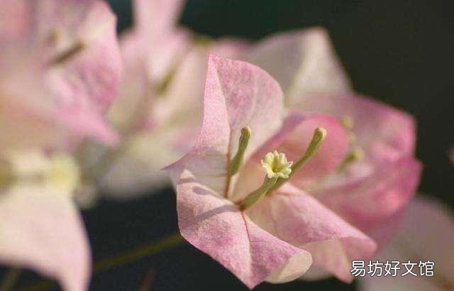 三角梅如何移植?