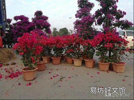 三角梅如何移植?