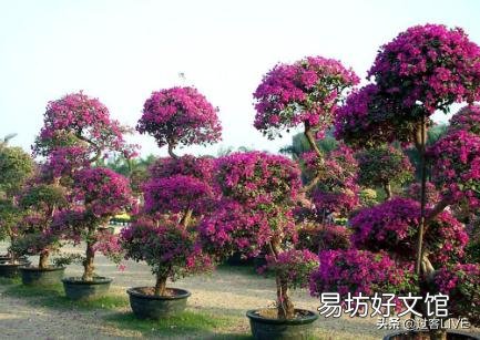 三角梅如何移植?