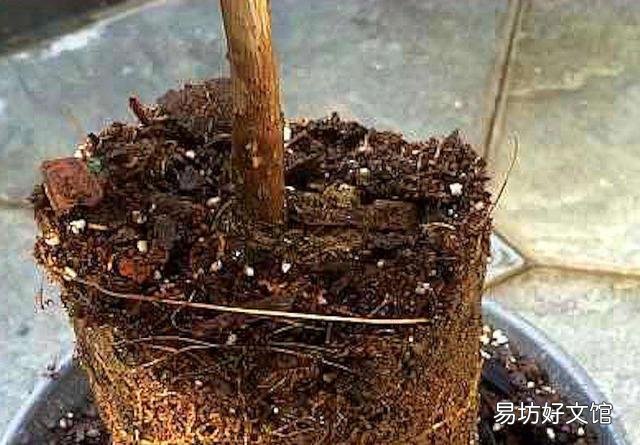 三角梅如何移植?