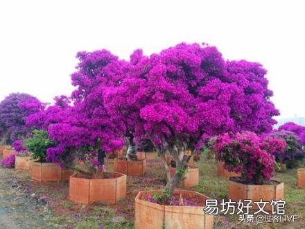 三角梅如何移植?