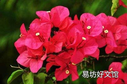 三角梅套袋缓苗出芽了怎么处理?