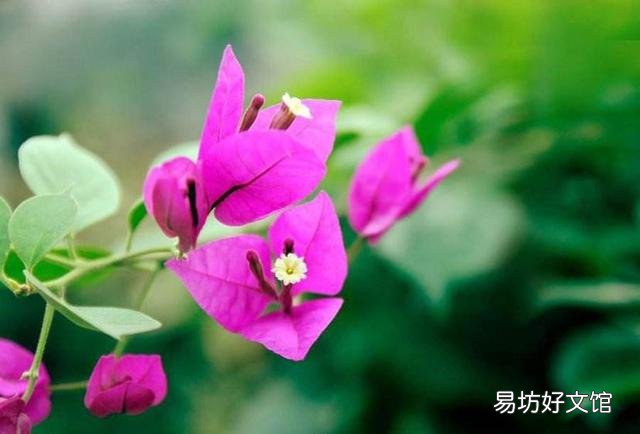 三角梅套袋缓苗出芽了怎么处理?