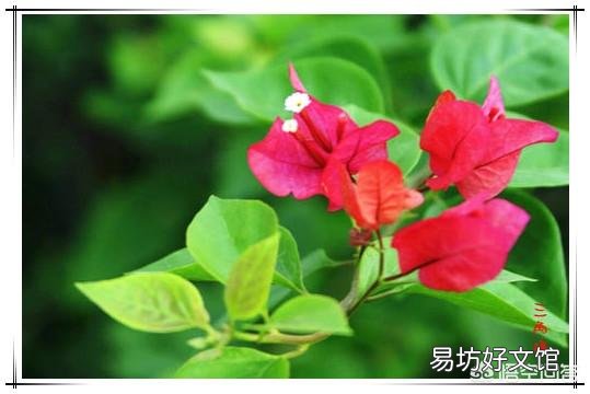 三角梅套袋缓苗出芽了怎么处理?