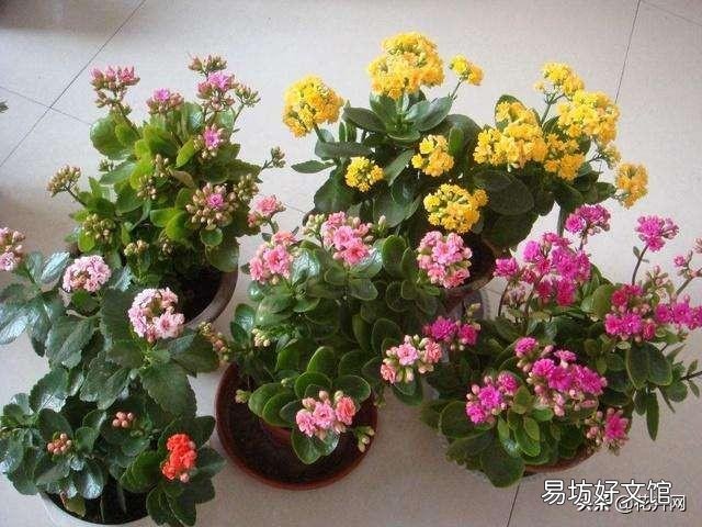 在一个花盆里种4株长春花，请问要多大直径的花盆？为什么？