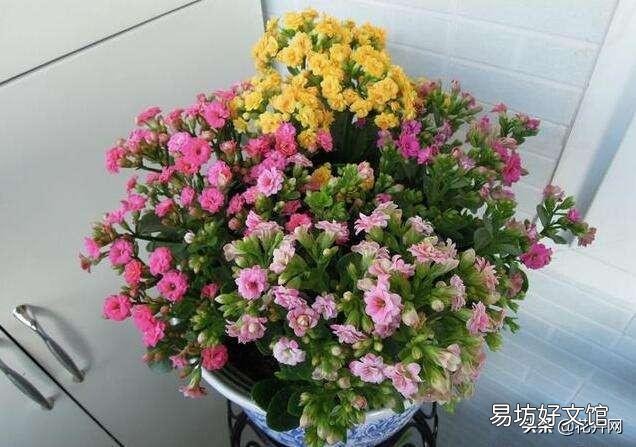 在一个花盆里种4株长春花，请问要多大直径的花盆？为什么？
