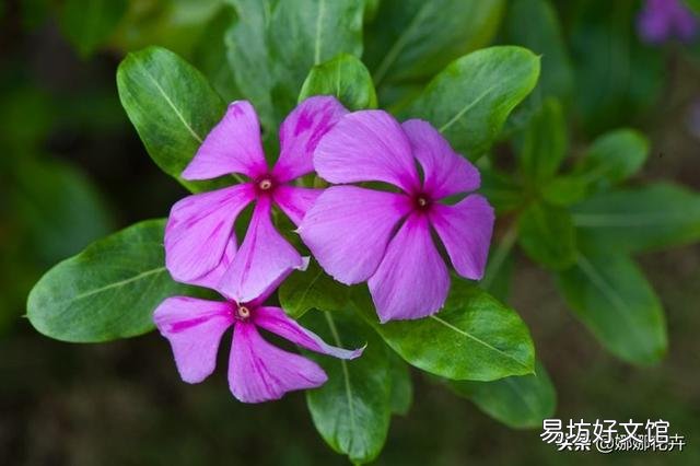 在一个花盆里种4株长春花，请问要多大直径的花盆？为什么？
