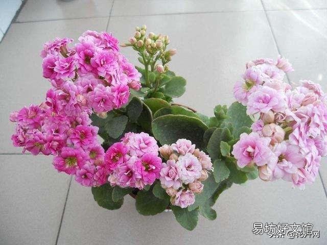 在一个花盆里种4株长春花，请问要多大直径的花盆？为什么？