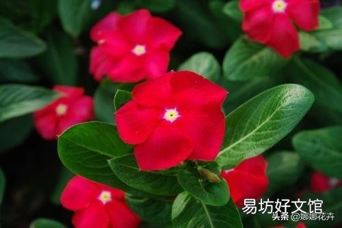 在一个花盆里种4株长春花，请问要多大直径的花盆？为什么？