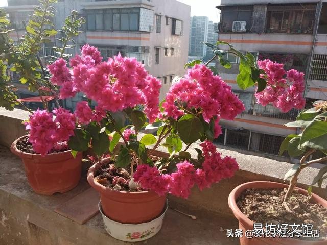 三角梅盆面要不要盖东西?