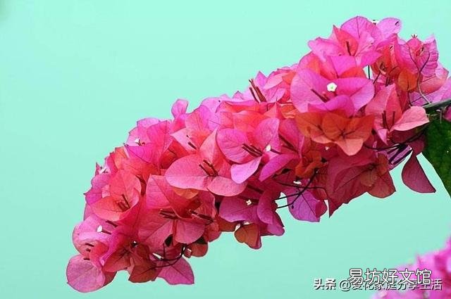 三角梅盆面要不要盖东西?