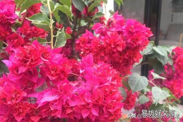 三角梅盆面要不要盖东西?