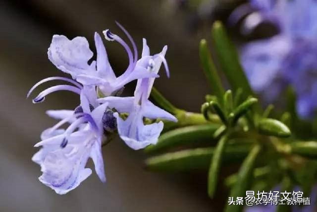 迷迭香特别好,想在家养一养,怎么养好呢?