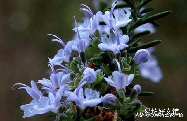 迷迭香特别好,想在家养一养,怎么养好呢?