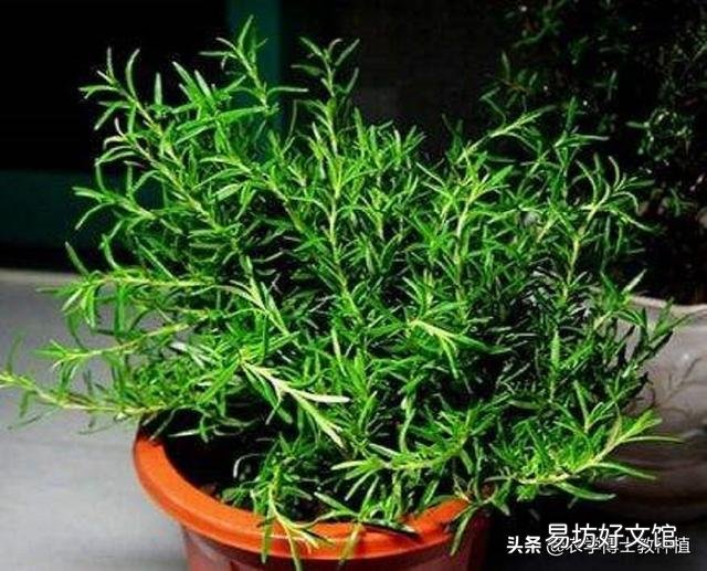 迷迭香特别好,想在家养一养,怎么养好呢?