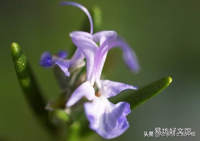 迷迭香特别好,想在家养一养,怎么养好呢?