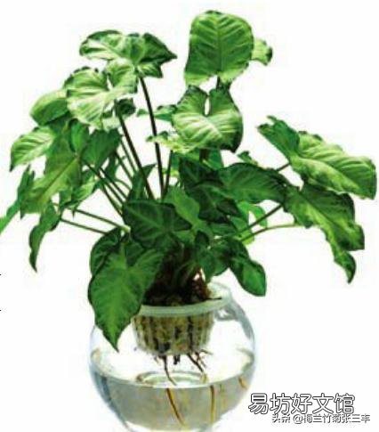 合果芋叶片发黄并脱落，是什么原因造成的，有什么好的养护建议？