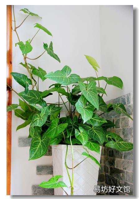 合果芋叶片发黄并脱落，是什么原因造成的，有什么好的养护建议？