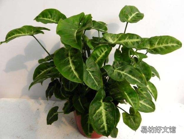 合果芋叶片发黄并脱落，是什么原因造成的，有什么好的养护建议？