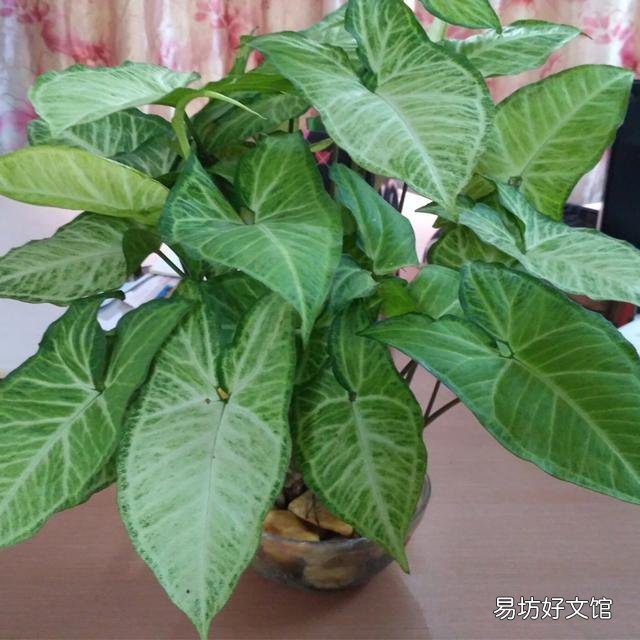 合果芋叶片发黄并脱落，是什么原因造成的，有什么好的养护建议？