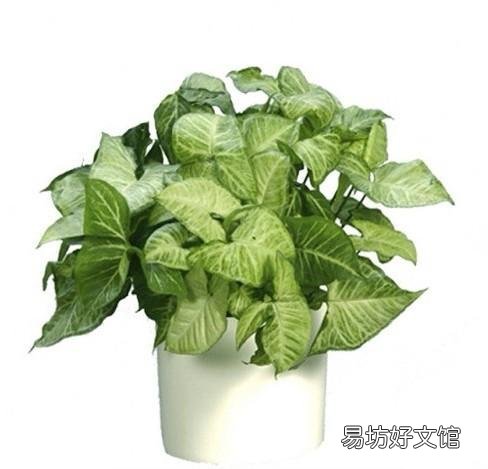 合果芋叶片发黄并脱落，是什么原因造成的，有什么好的养护建议？