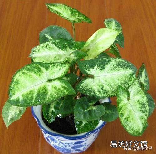 合果芋叶片发黄并脱落，是什么原因造成的，有什么好的养护建议？