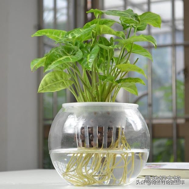 合果芋叶片发黄并脱落，是什么原因造成的，有什么好的养护建议？