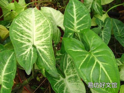 合果芋叶片发黄并脱落，是什么原因造成的，有什么好的养护建议？