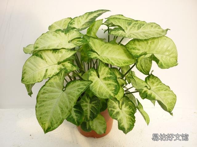 合果芋叶片发黄并脱落，是什么原因造成的，有什么好的养护建议？