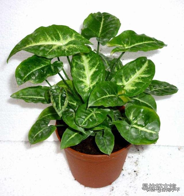合果芋叶片发黄并脱落，是什么原因造成的，有什么好的养护建议？