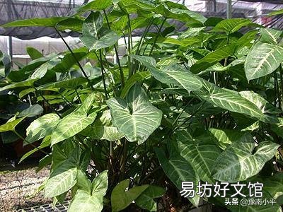 合果芋叶片发黄并脱落，是什么原因造成的，有什么好的养护建议？
